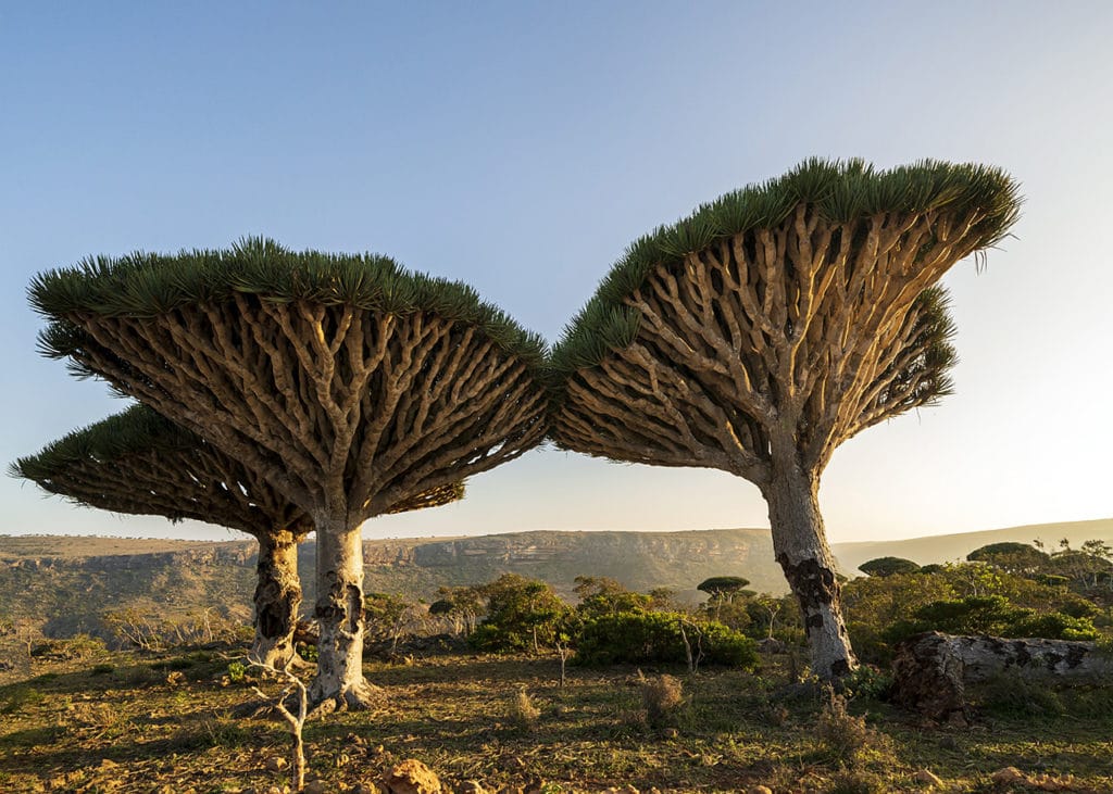 Lieux magiques sur Terre - L'île de Socotra, au Yémen