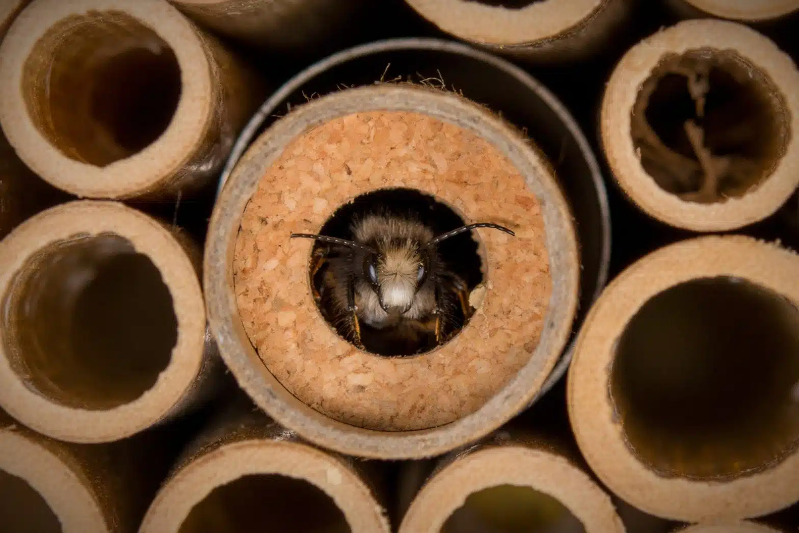 Sauver des abeilles avec la BeeHome