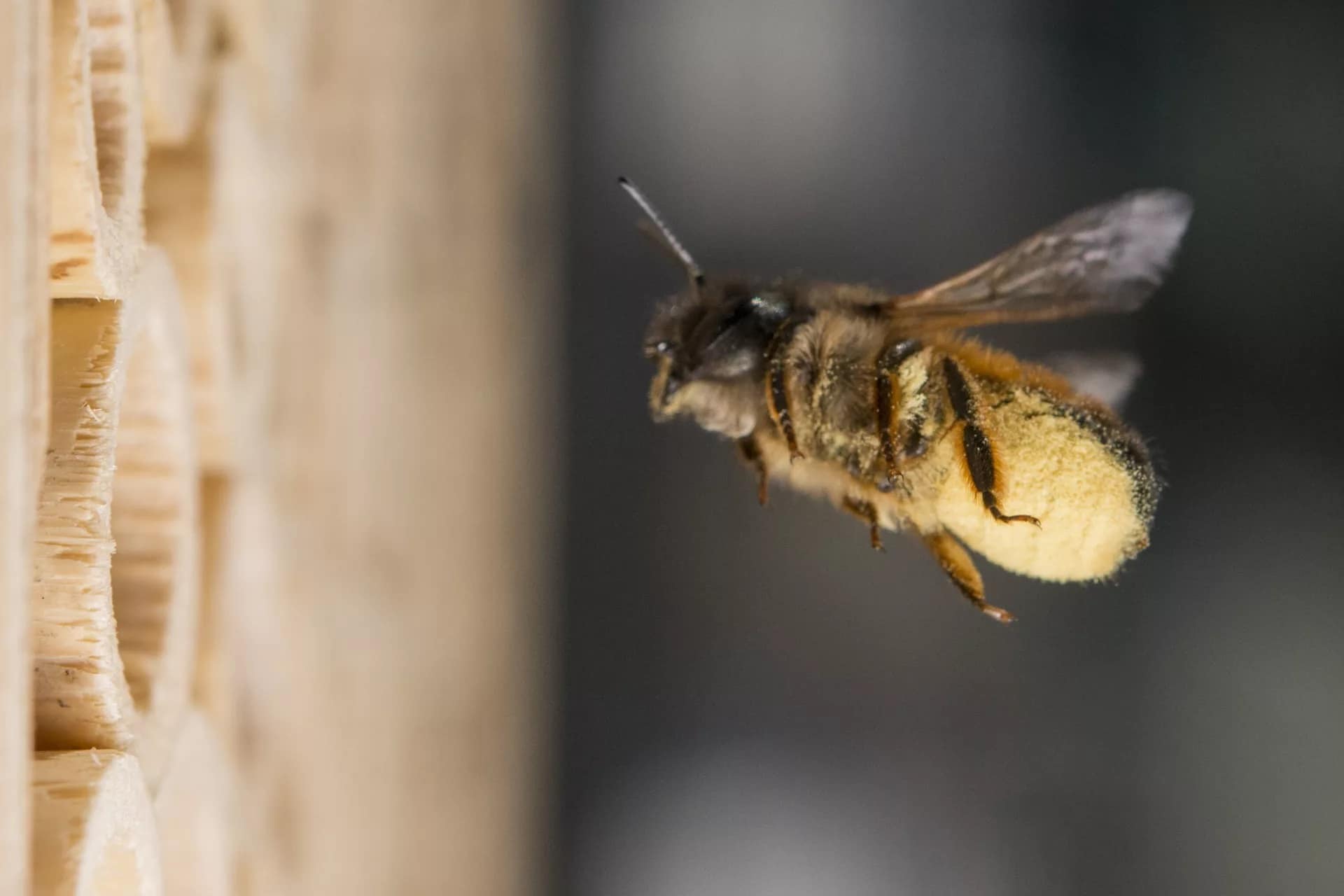 Adopter des abeilles avec la BeeHome
