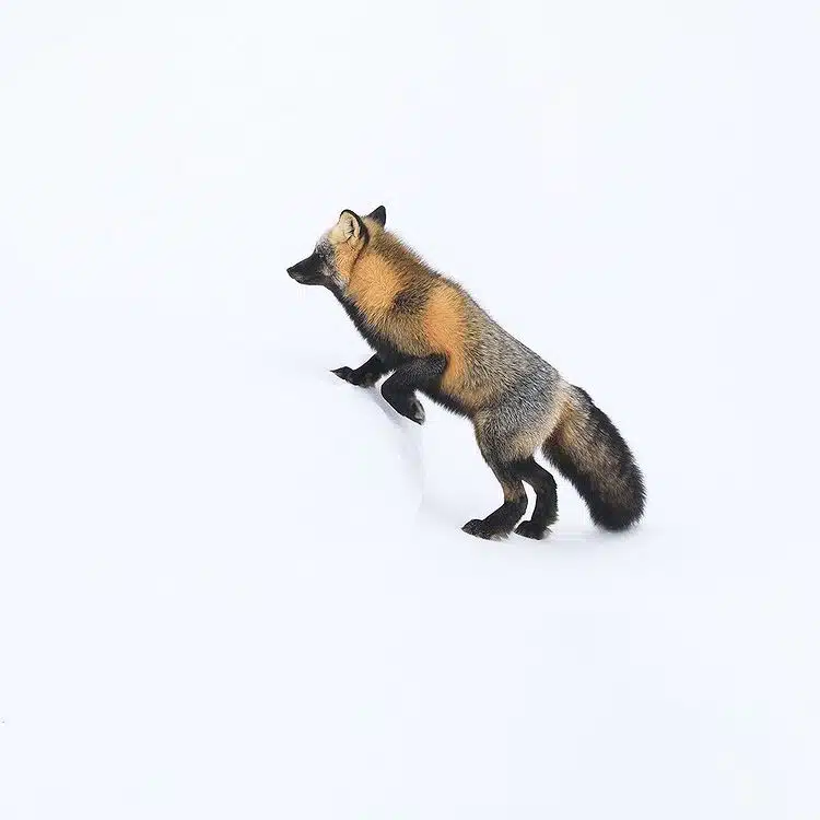 un renard dans le Yukon, par Jérémie Villet