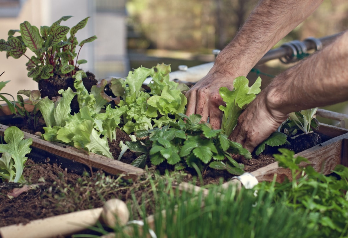 blumfeldt Jardiniere sur Pieds, Espace Potager sur Pied Jardinage  Extérieur, Potager Surélevé en Hauteur, Potager Sureleve Exterieur Jardin  et Balcon