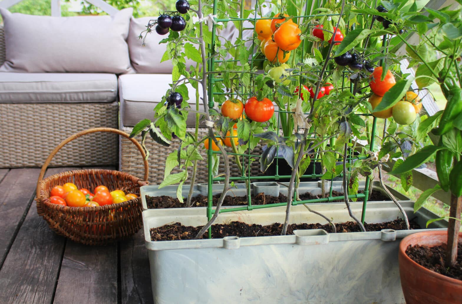 Créez un mini-potager sur votre balcon