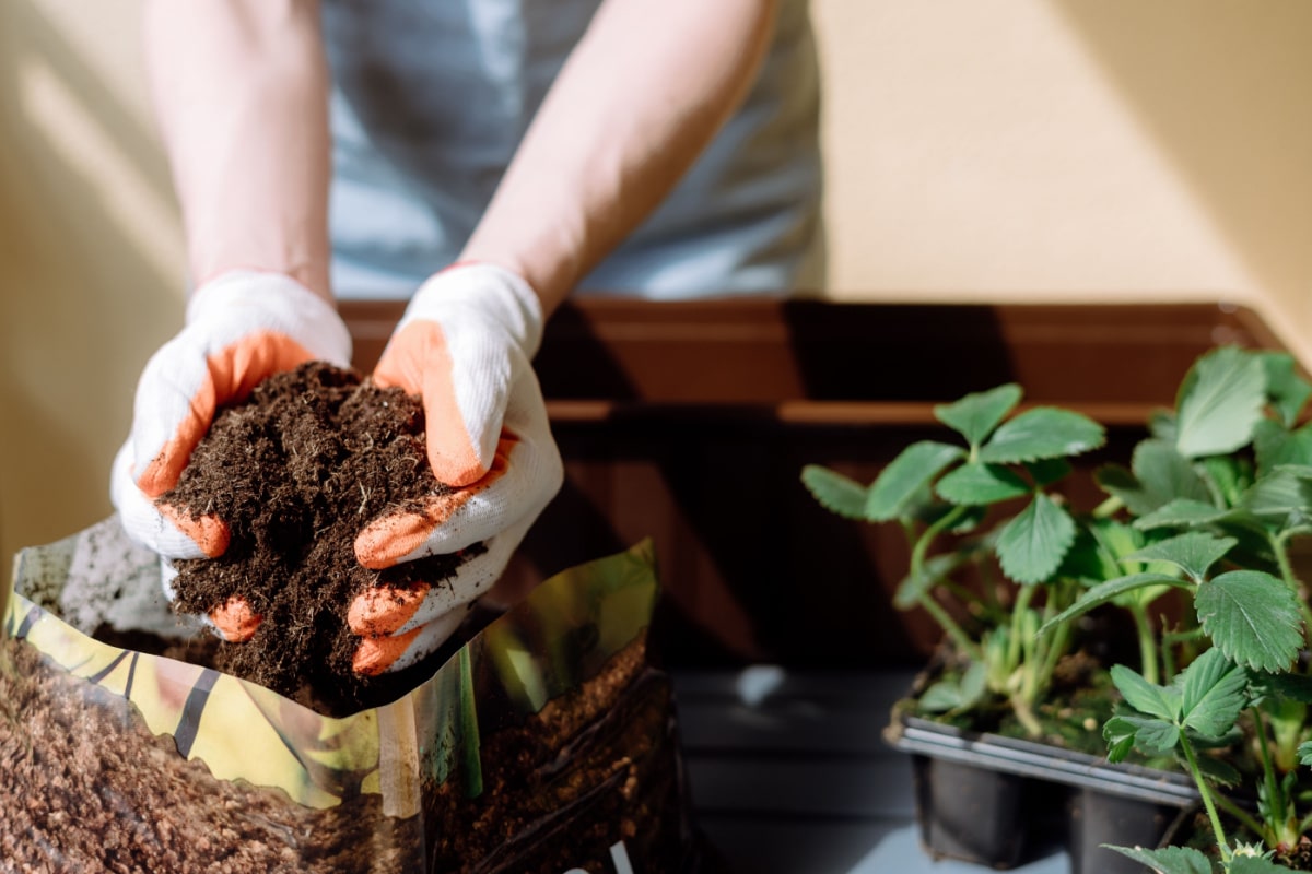 Le jardin : l'art de la plantation d'un sujet en motte