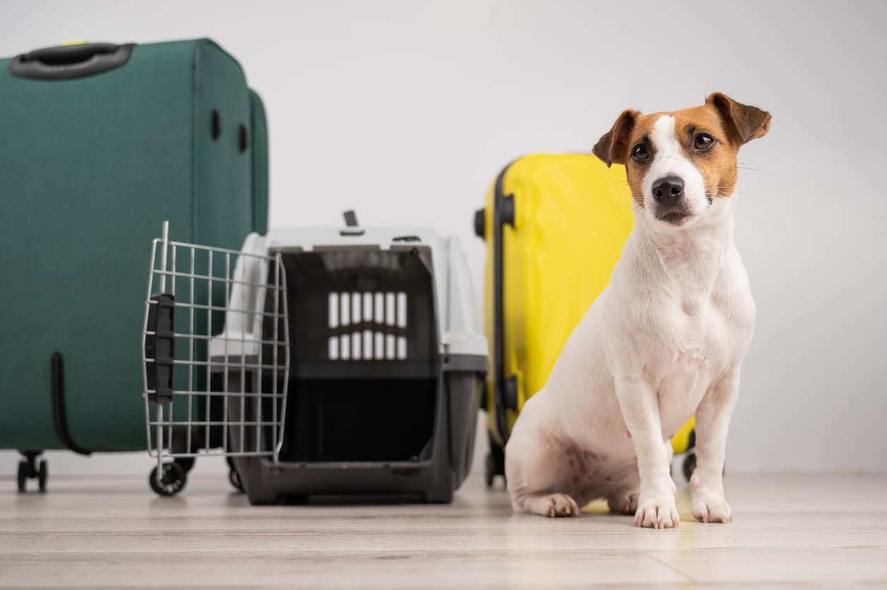 Vueling réinvente le vol avec des menus pour chiens et de nouvelles offres