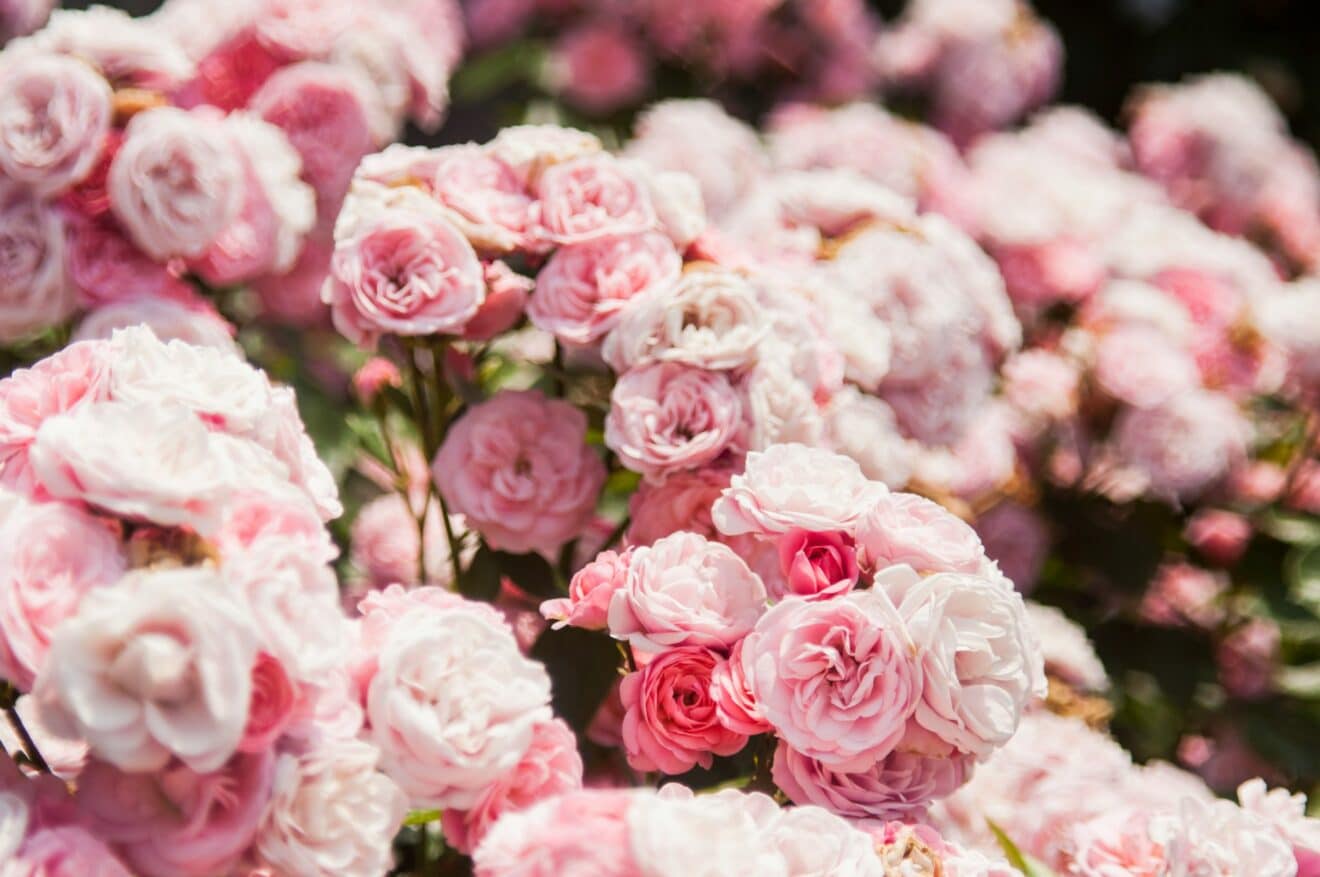 Préparer vos rosiers pour le printemps : les 5 soins essentiels en mars