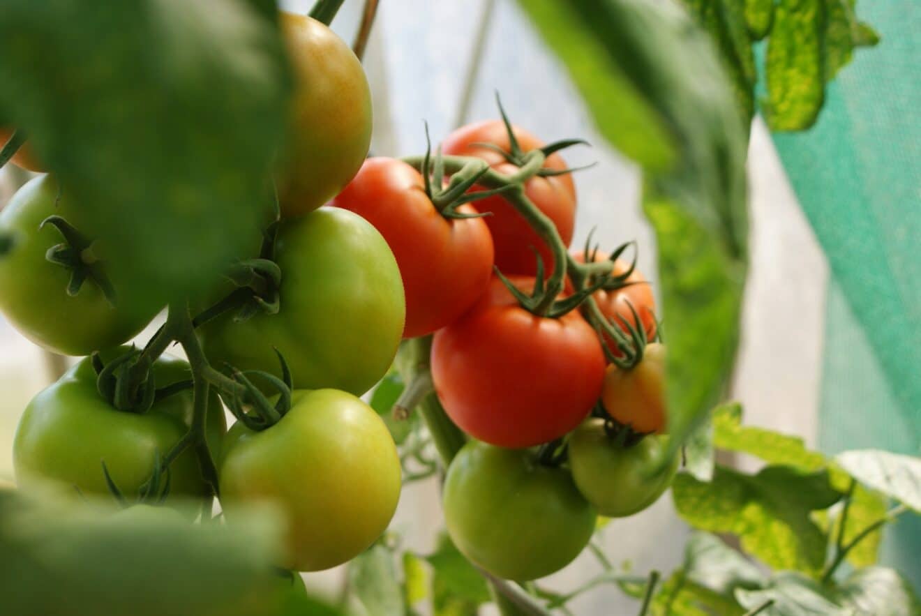 Le guide du mois d'avril pour cultiver courges, tomates et aubergines