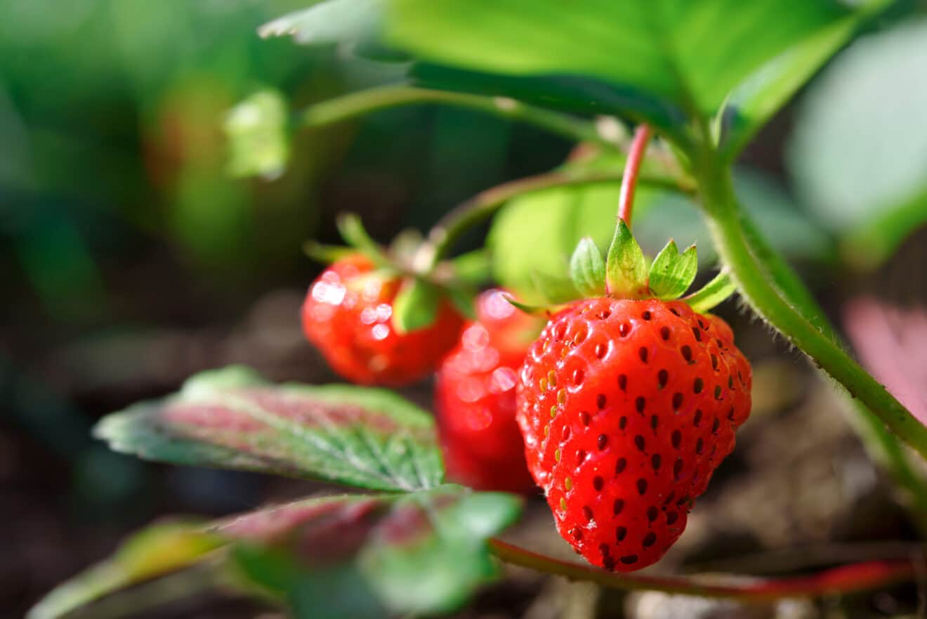 C’est le moment de planter vos pieds de fraise : notre méthode pas à pas pour une récolte optimale cet été