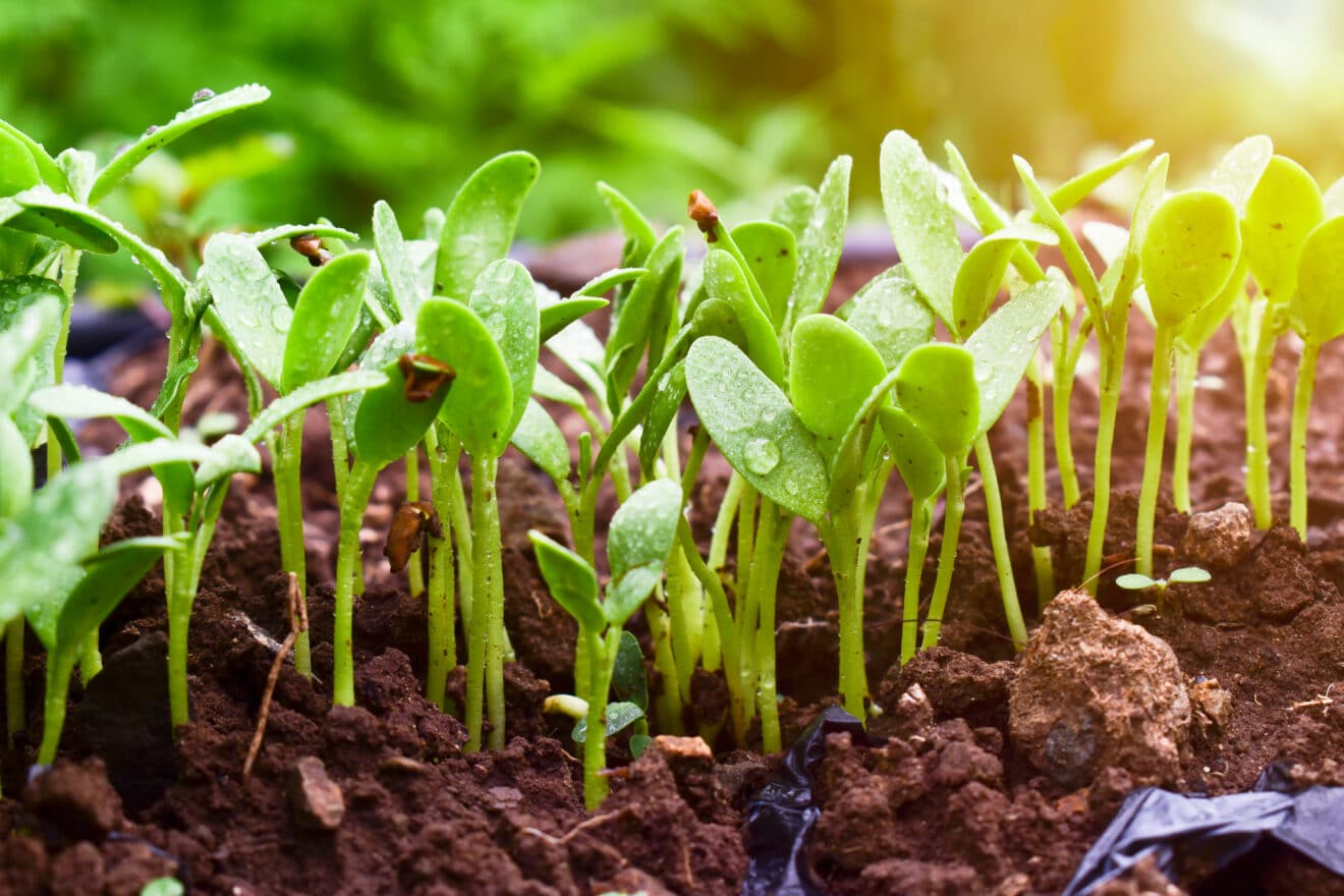 Peut-on vraiment planter au potager les graines des légumes achetés en supermarché ? Ce n’est pas si simple, on vous explique tout