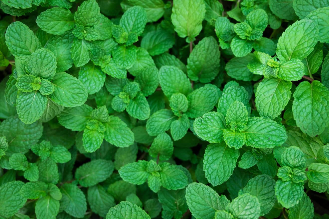 Votre menthe envahit tout votre carré potager ? Voici comment la maîtriser sans la sacrifier