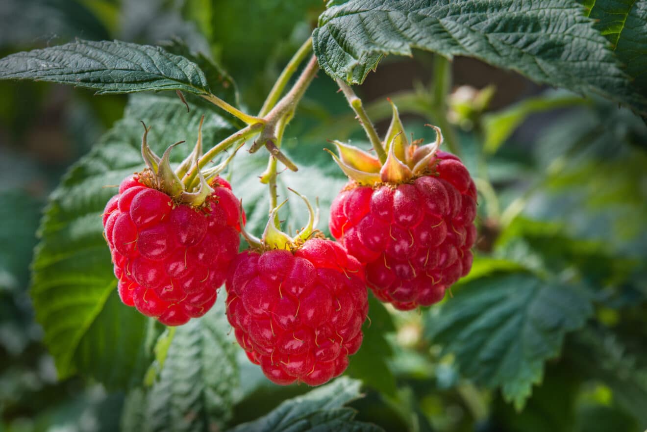 Vos framboises arrivent : ce geste simple mais hyper efficace vous évite d’en perdre bêtement la moitié