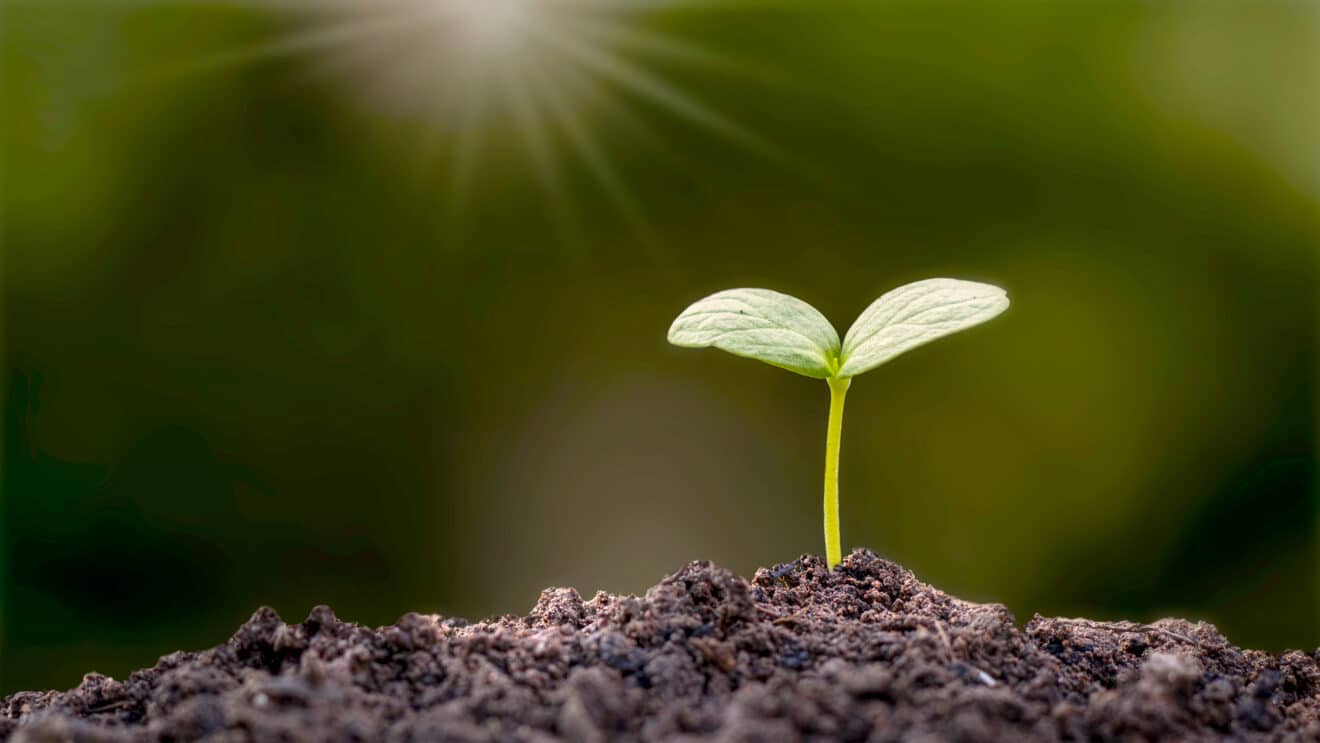 Ne ratez surtout pas ce créneau début juin : ces légumes ne supportent pas d’être plantés plus tard