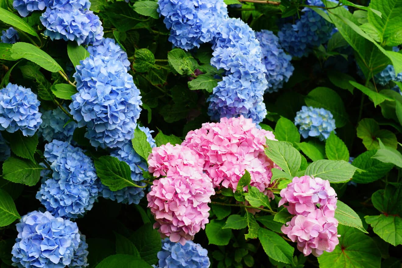 Ajoutez ceci dans le sol, et vos hortensias deviennent bleus ou roses à volonté