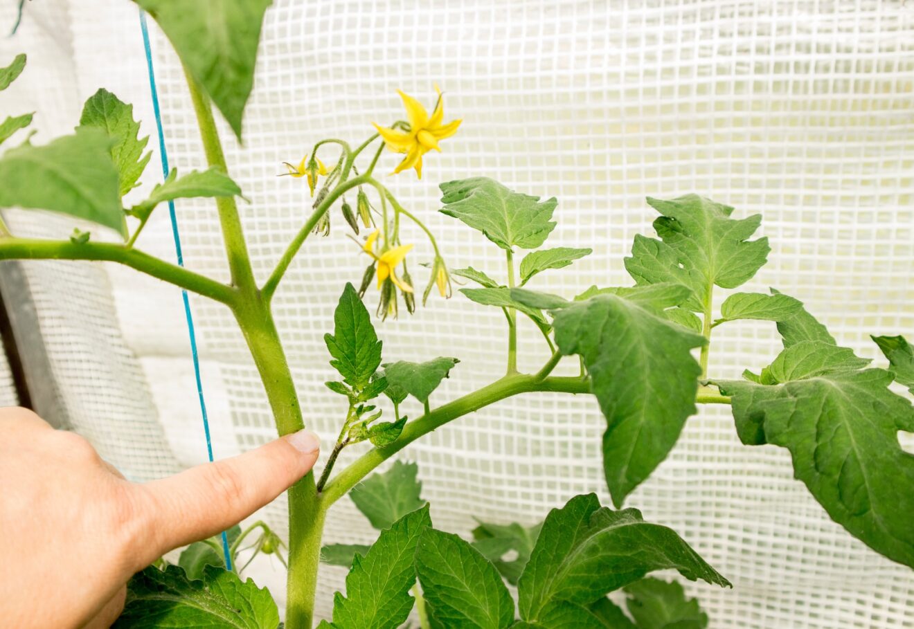Faut-il vraiment enlever les gourmands des plants de tomates ? On vous répond une bonne fois pour toutes