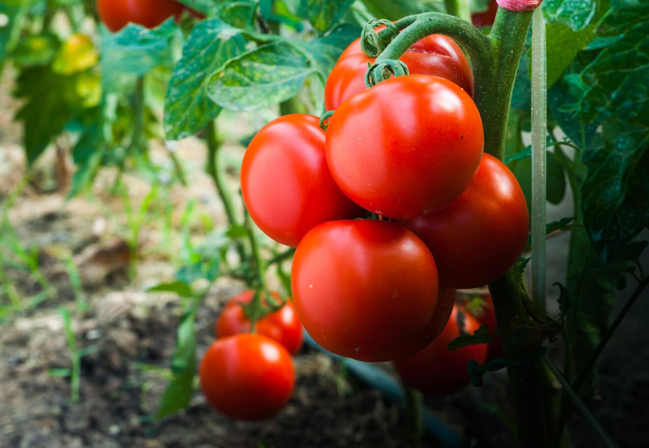 Il est temps de semer vos tomates, mais pas n’importe comment : suivez cette méthode pas à pas pour une récolte généreuse et savoureuse