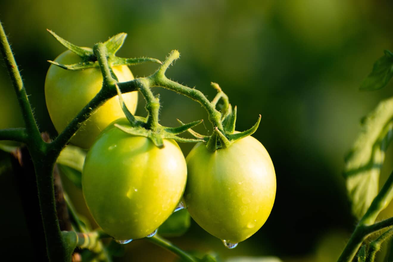 Vos tomates stagnent ? Ce geste à faire maintenant débloque leur croissance en 3 jours