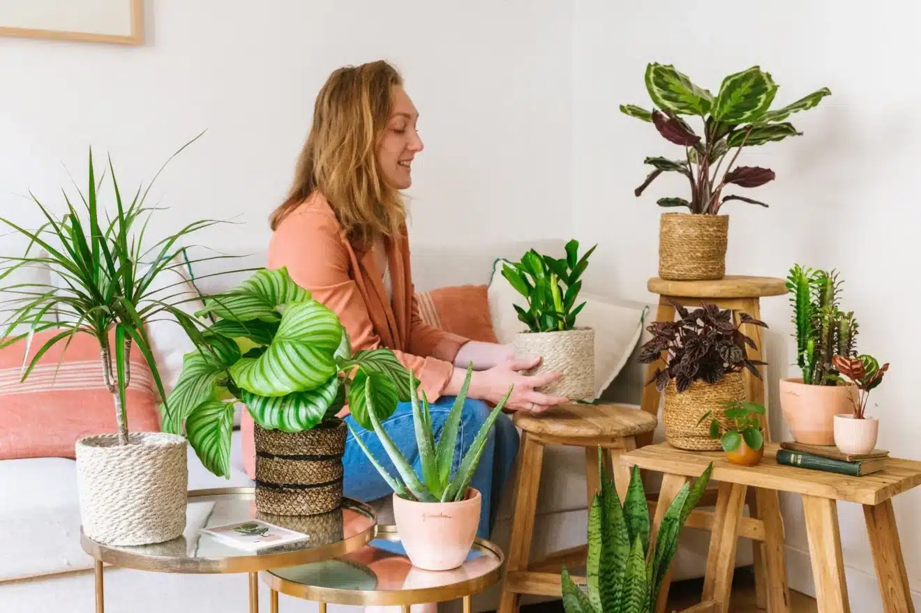 Respirez mieux chez vous grâce à ces 4 plantes aux super-pouvoirs