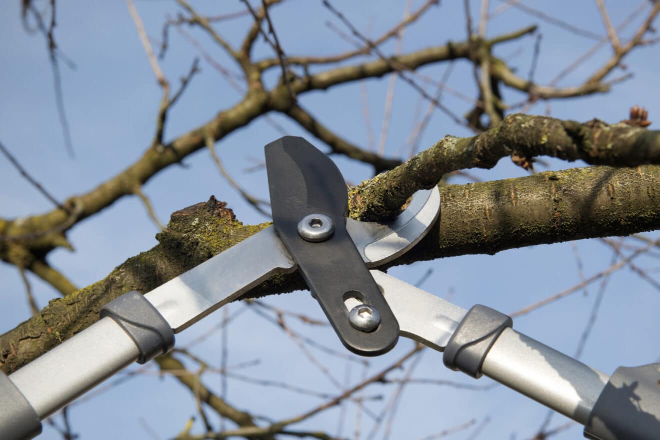 Faut-il couper les branches mortes en hiver ou attendre le printemps ? On tranche pour vous !