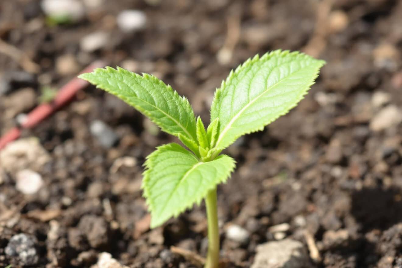 Ces 4 graines à semer maintenant n’ont besoin de presque aucun arrosage et vous donneront de beaux légumes (idéal en période sèche)