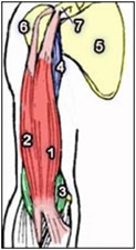 Anatomie du biceps