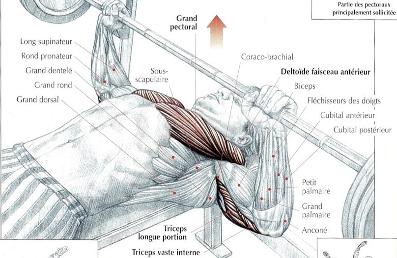 Anatomie des pectoraux