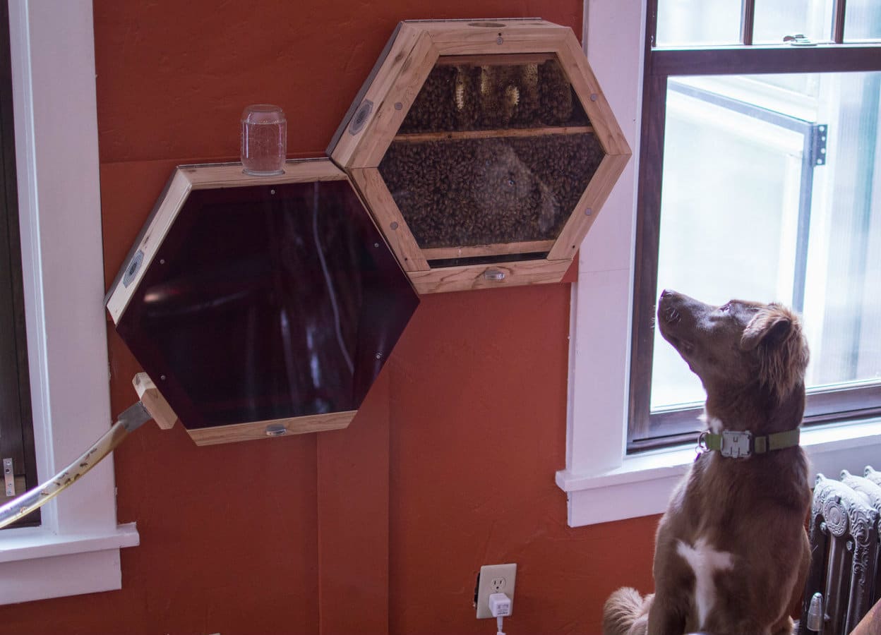 Ruche indoor Beecosystem