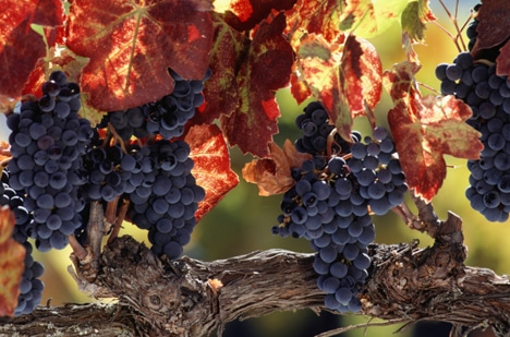Les meilleurs vins issus de l’agriculture biologique